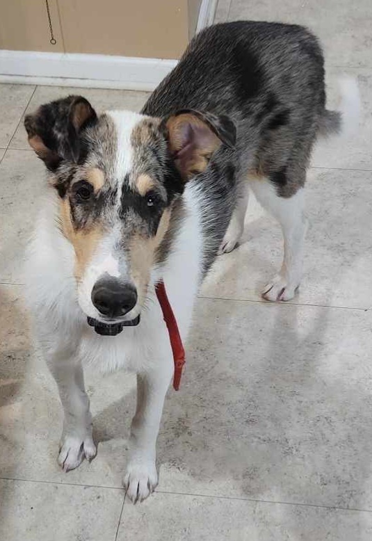 Finn - Collie