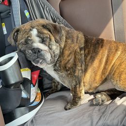 Mocha - Bulldog