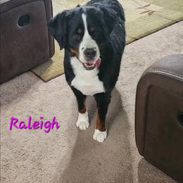 Raleigh - Bernese Mountain Dog