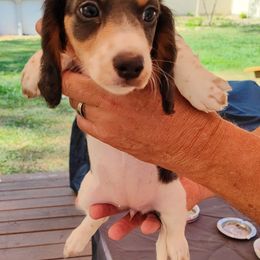 Girl 4 - Piebald Dachshund puppy in Homosassa, Florida from Foxies Doxies