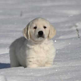 Bernese Mountain Dog, Golden Mountain Dog, and Golden Retriever Puppies from Grateful Bernese & Gage's Goldens