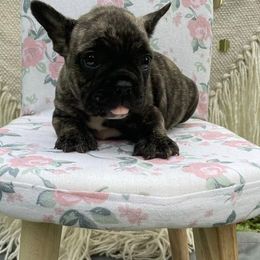French Bulldog Puppies from For the Luv of Frenchies