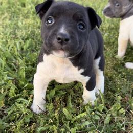 Boy 1 - Black and white male Rat Terrier puppy in Bee Branch, Arkansas from Rust Creek