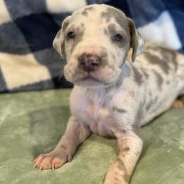 Colton - Harlequin male Great Dane puppy in Hutchinson, Kansas from Dappled Danes