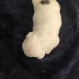Bulldog Puppies from Cedar Lane Bulldogs