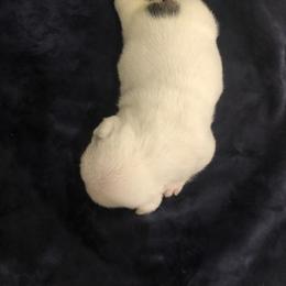 Bulldog Puppies from Cedar Lane Bulldogs