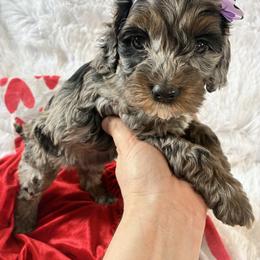 Frosty - Black white and tan female Cockapoo puppy in Adrian, Oregon from ApplebyFarm