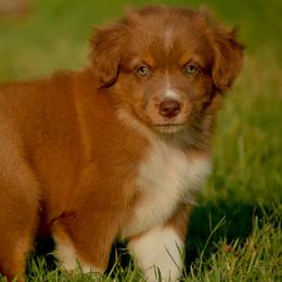 Australian Shepherd, Miniature Australian Shepherd, and Toy Australian Shepherd Puppies from Southern Edition Aussies