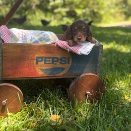 Penny - Chocolate and tan female Dachshund puppy in Squires, Missouri from Hudson’s Hounds