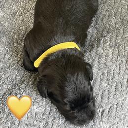Girl 2 - female Aussiedoodle puppy in Houston, Texas from Waggin’ R Tails