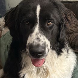 Birdie Mae - Newfoundland