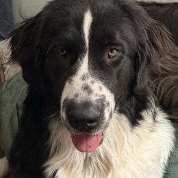 Birdie Mae - Newfoundland