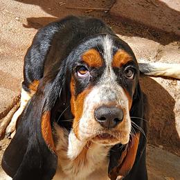 Basset Hounds from Mojave AKC Basset Hounds