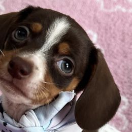 Dachshunds from Reeves Dashing-Hounds