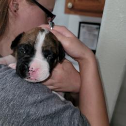 Boxer Puppies from BUTTERFLYS BOXERS