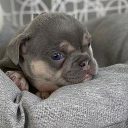 French Bulldogs from Crouthamel Frenchies