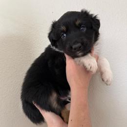 Hershey - Black tri-color male Australian Shepherd puppy in Weeki Wachee, Florida from Ace of Spades Australian Shepherds
