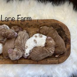 Goldendoodle Puppies from Cherry Lane Farm