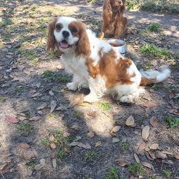 Copper - Cavalier King Charles Spaniel