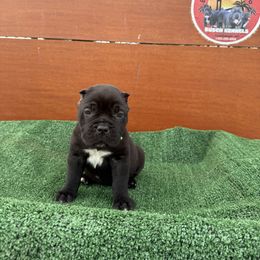 Boy 4 - Black Cane Corso puppy in Union City, California from Busch Kennels LLC