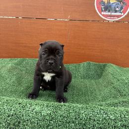 Boy 4 - Black Cane Corso puppy in Union City, California from Busch Kennels LLC