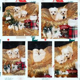 Maltese, Maltipoo, and Poodle Puppies from Healing Pawz LLC