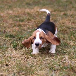 Basset Hound Puppies from Welcome Home Bassets