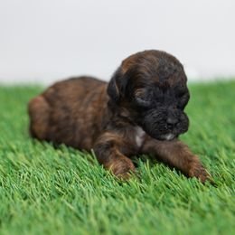 Boy 1 - male Poodle puppy in Weston, Florida from Miami Toy Poodles