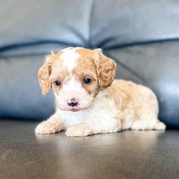Sweetie - Blenheim female Cavapoo puppy in Saint George, Utah from Fitzdoodles