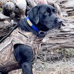 Boone - Labrador Retriever