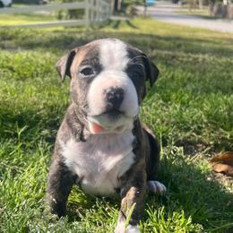 Nancy - Black brindle female American Staffordshire Terrier puppy in Marietta, Georgia from Ambition Amstaffs