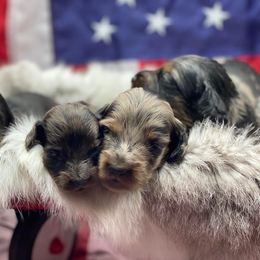 Dachshund Puppies from Hart Dachshunds