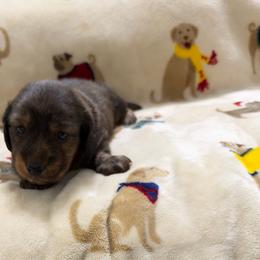 Brindle male - Brindle male Dachshund puppy in Winton, North Carolina from Parker’s all American Doxies
