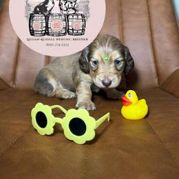 Piglet - Cream male Dachshund puppy in Mt. Sterling, Kentucky from Decadent Doxies of KY