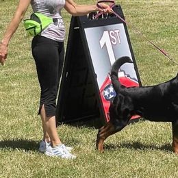 Rottweiler Puppies from Bronx Von Bridges Rottweilers