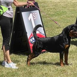 Rottweiler Puppies from Bronx Von Bridges Rottweilers