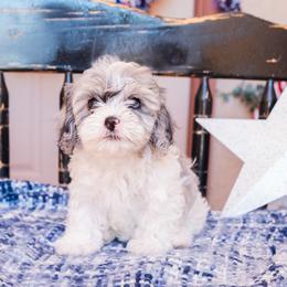 Dakota - Merle female Cavapoo puppy in Tucson, Arizona from Ever After Doodles Arizona