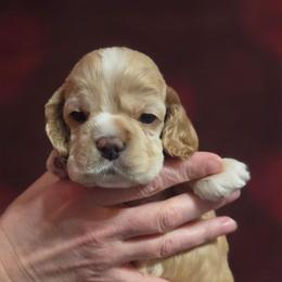 Norrington (Nort) - Black and white male Cocker Spaniel puppy in Marshfield, Wisconsin from Gingerale Cockers and Cockapoos