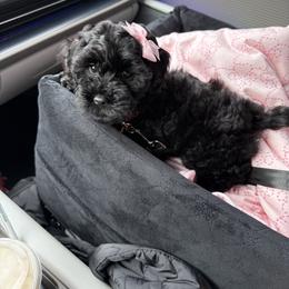 Cavapoo, Cockapoo, Maltipoo, and Poodle Puppies from Heavenly Puppies to Love