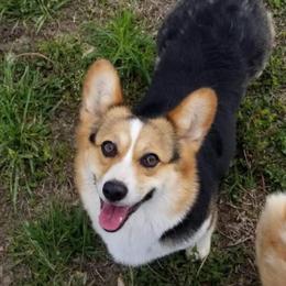 Pembroke Welsh Corgi All Grown Up from Owenby's Corgi's