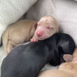 Girl 1 - Cream Dachshund puppy in Cottonwood, Arizona from JuniperWood Dachshunds