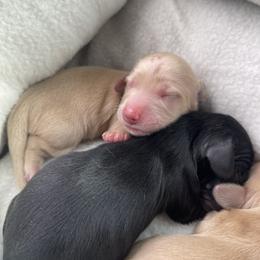 Girl 1 - Cream Dachshund puppy in Cottonwood, Arizona from JuniperWood Dachshunds