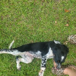 English Springer Spaniel Puppies from 31 Pines Springers & Retrievers