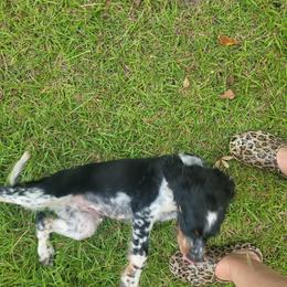 English Springer Spaniel Puppies from 31 Pines Springers & Retrievers