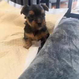 Astro - Black and tan male Yorkshire Terrier puppy in Waldorf, Maryland from Luv My Yorkies, LLC