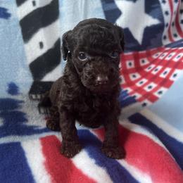 Mufasa - Brown male Poodle puppy in Mayville, Michigan from Kathy Maize
