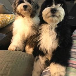 Aussiedoodle Puppies from Brambleberry Doodles
