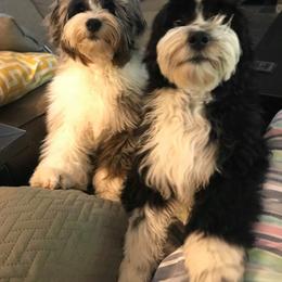 Aussiedoodle Puppies from Brambleberry Doodles