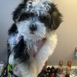 Oppy - Piebald male Morkie puppy in Florence, Kentucky from 4paws4ever by Design