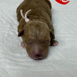 Lady Capulet - Red  female Goldendoodle puppy in Yerington, Nevada from GoldenHearted Doodles